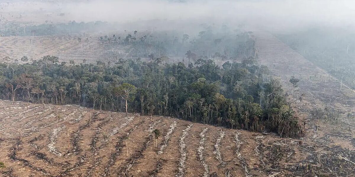 Supressão de vegetação feita dentro da lei ou com ação de fiscalização chega a 71% em Goiás